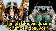 Araknofobi Mağdurları Bakmasın! Bilim İnsanları, İstedikleri Takdirde Örümceklerin Tüm İnsanlığı Yiyebileceğini Açıkladı