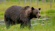Dünyaya Ayı Olarak Gelsen Hangi Ayı Olurdun?