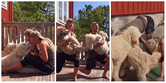Minnoş Köpekleri ile Egzersiz Yapmayı Oldukça Eğlenceli Hale Getiren Çift