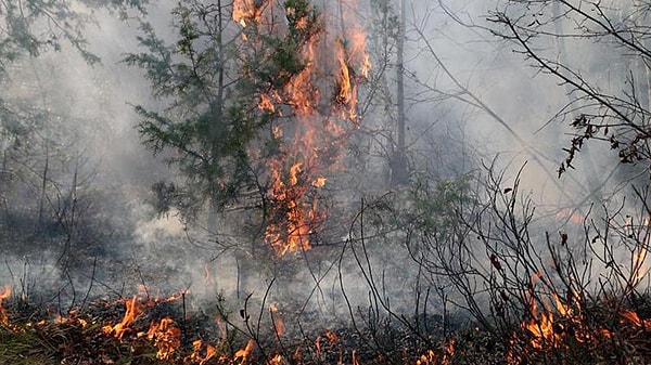 Geçtiğimiz haftalarda ve uzun bir süredir gündemde olan, içimizi yakan olaylardan biri de orman yangınları oldu. Belki de çözümü bulunmuş olabilir, orman yangınlarını önleyecek ilaç gibi bir yöntem bilim insanlarından geldi.