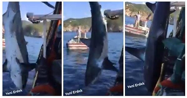 Ağa takılan köpek balığına tekme ve yumruk atan balıkçıların görüntüleri kısa sürede sosyal medyada yayıldı ve büyük tepki topladı.