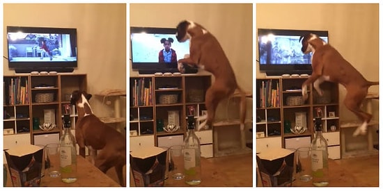 Televizyonda Gördüğü Arkadaşını Taklit Ederken Yerinde Duramayan Tatlı Köpek