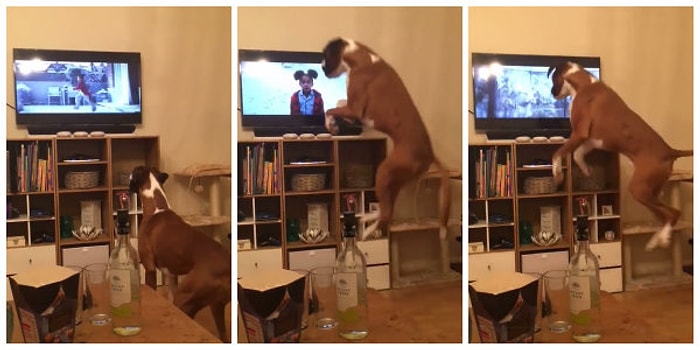 Televizyonda Gördüğü Arkadaşını Taklit Ederken Yerinde Duramayan Tatlı Köpek