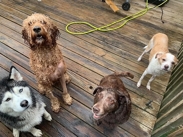 1. "Yakın zamanda eşim beni aldattı ve boşanma davası açtı. Ona sahip olduğum her şeyi verdim. Tek istediğim 4 köpeğimizdi. Onları hiçbir şeye değişmem. Kesinlikle buna değerler."