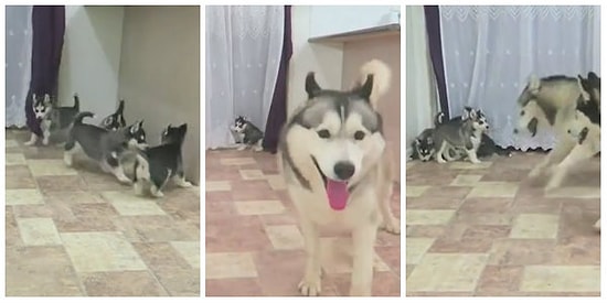 Baba Olmanın Heyecanıyla Adeta Havalara Uçan, Yerinde Duramayan Tatlı Köpek