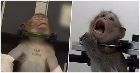 Almanya'daki Laboratuvarda Gerçekleştirilen Deneylerde Maymunlara ve Diğer Hayvanlara Adeta İşkence Uygulandığı Ortaya Çıktı!