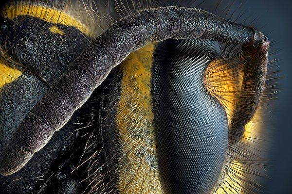 Antenleriyle birlikte muhteşem bir arı portresi. 😍