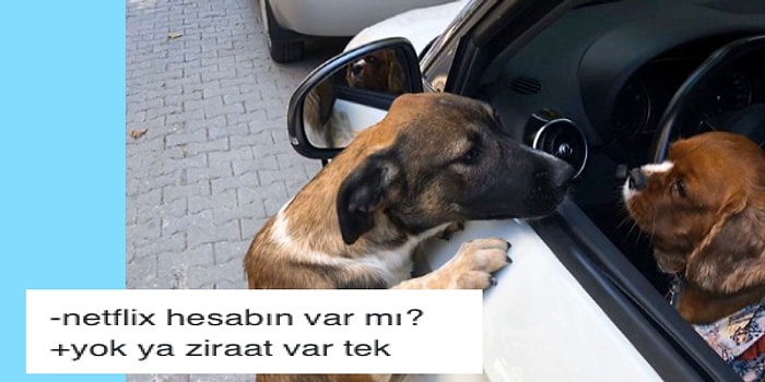 Sosyete Köpeği ve Gariban Sokak Köpeği Görseline Yazdıkları Diyaloglarla Senaristlere Taş Çıkaran Mizahşörler