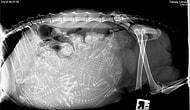 Удивительные рентген-снимки беременных животных: теперь вы видели все!
