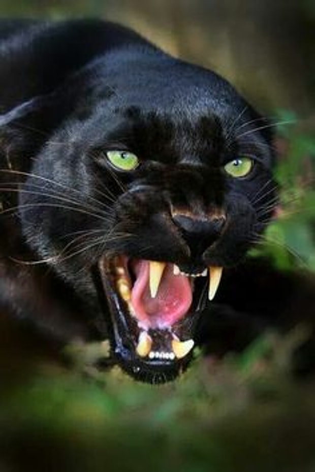 Panter