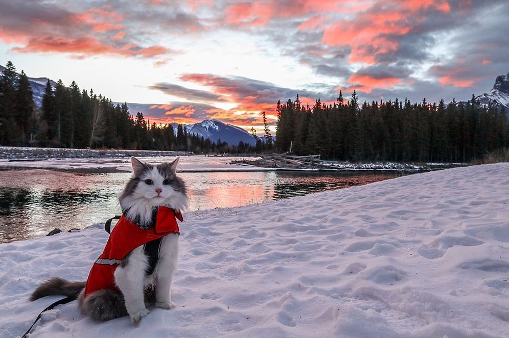 İnsan Dostu ile Birlikte Doğa Gezilerine Çıka Gezgin Kedi: Gary