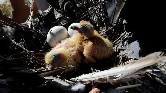 Kuşların Yumurtadan Çıkması Beklenecek: Bursa'daki Tarihi Kulede Onarım Çalışmaları Durduruldu