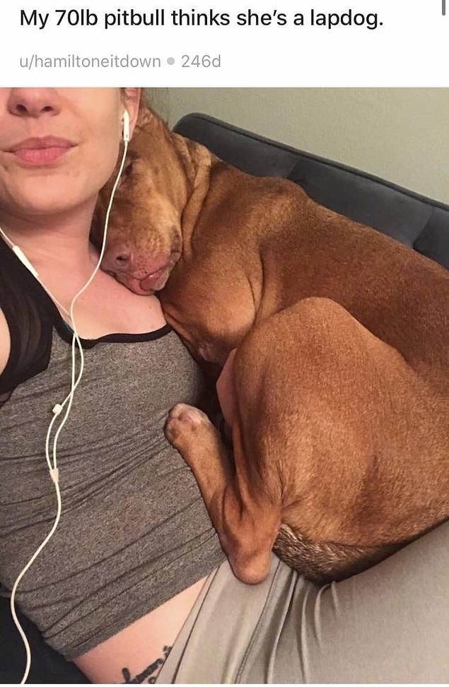 1. Kendini hala kucağa alınacak küçüklükte bir köpek olarak gören bu pitbull: