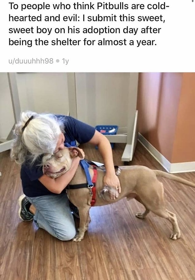 3. Gerçek yuvasını bulan bu pitbull: