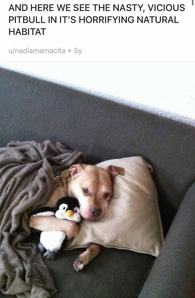 4. Azıcık da olsa penguen olmayı dileyen bu pitbull: