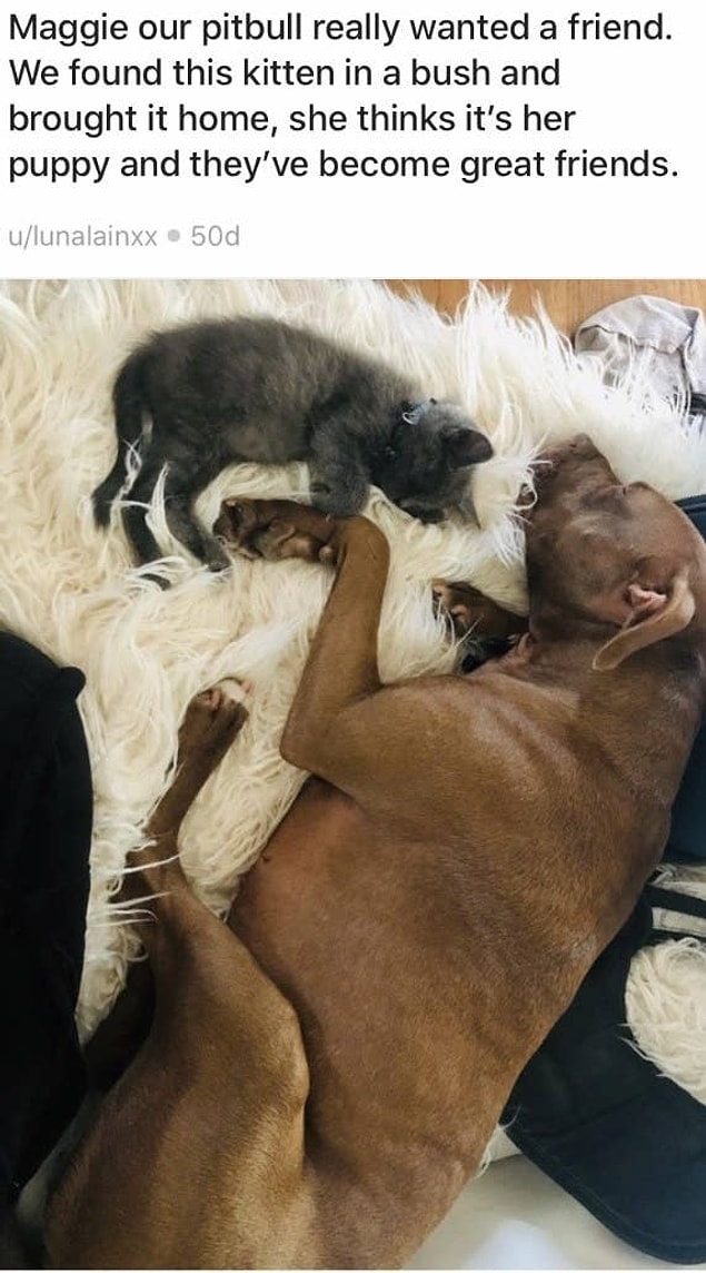 5. Kediyi arkadaş edinen bu pitbull: