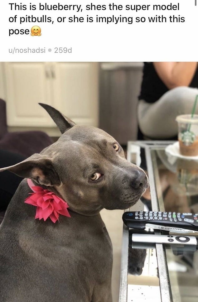 16. Podyumlarda olması gereken bu pitbull:
