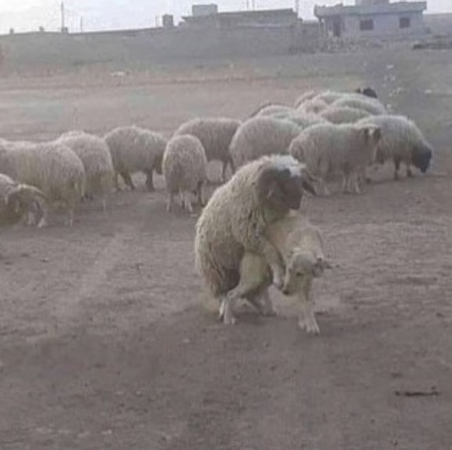 10. Paralel evren açıklaması bile kurtarmıyor bu fotoğrafı açıklamaya.