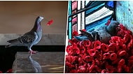 Ziyaretçilerin Savaş Anıtına Bıraktıkları Yapay Gelinciklerden Kendine Yuva Yapan Romantik Güvercin