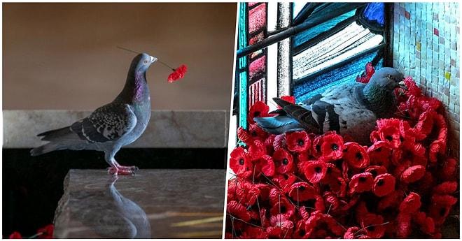 Ziyaretçilerin Savaş Anıtına Bıraktıkları Yapay Gelinciklerden Kendine Yuva Yapan Romantik Güvercin