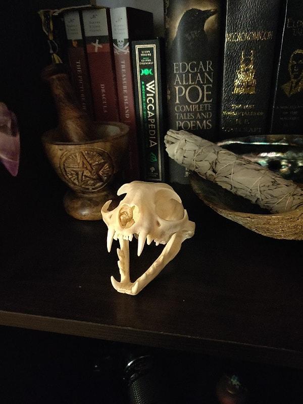 5. “Bunu birkaç gün önce aldım. Bu bir vaşak kafatası. Onun adı Bob. Bu benim koleksiyonumun ilk parçası.”