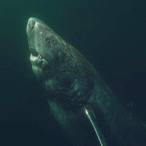 14. Kuzey Buz Denizi'nde kısa zaman önce ortaya çıkan bu Grönland köpekbalığı tam 392 yaşında.