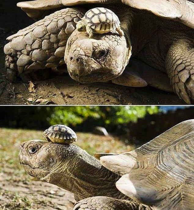 15. 140 yaşındaki anne kaplumbağa ve daha henüz 5 gün önce doğmuş olan, şimdilik şapka olarak yaşamını sürdüren yavrusu.