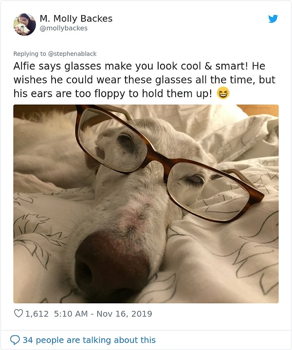 1. "Alfie gözlüklerin seni zeki ve cool göstereceğini söylüyor. Sürekli bu gözlükleri takmayı istiyor, ama kulakları gözlükleri tutamayacak kadar sarkık! 😆"