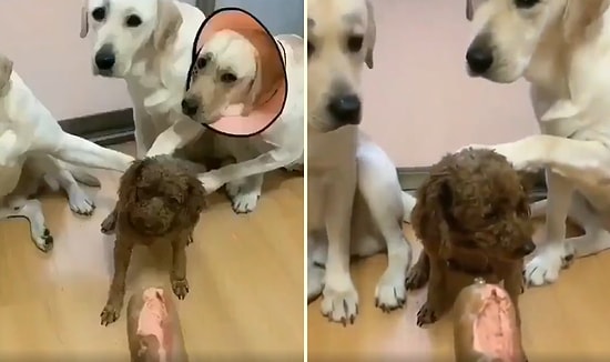 İspiyoncu Dostları Tarafından Zor Duruma Düşen Yaramaz Köpek!