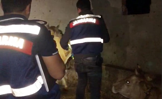 'Açtığı şarküteride o hayvanların etlerini satıyor'