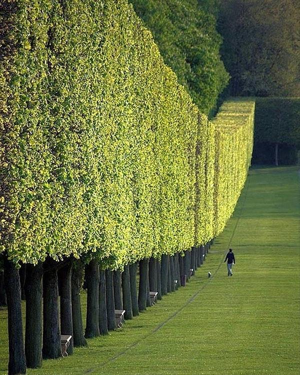 2. Paris'te ağaçlardan yapılmış bir duvar