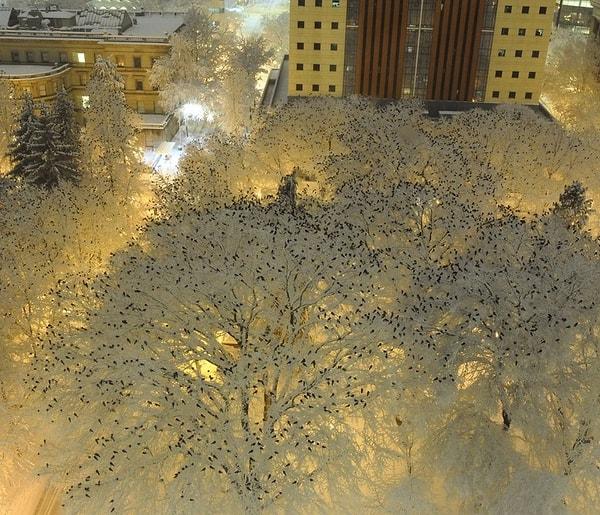 5. Gece karlı ağaçlara tüneyen yüzlerce karga