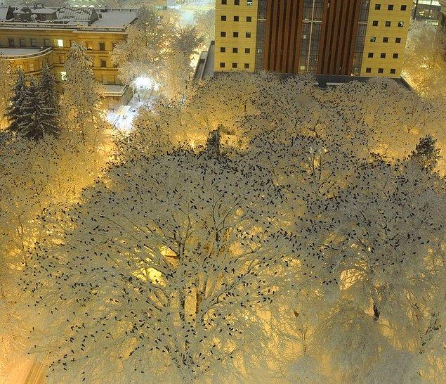 5. Gece karlı ağaçlara tüneyen yüzlerce karga
