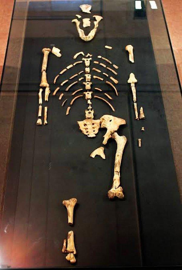 1974 - Etiyopya'da 3.2 milyon yıl önce yaşamış bir insanın iskeleti keşfedildi, buna Lucy (Australopithecus) adı verildi.