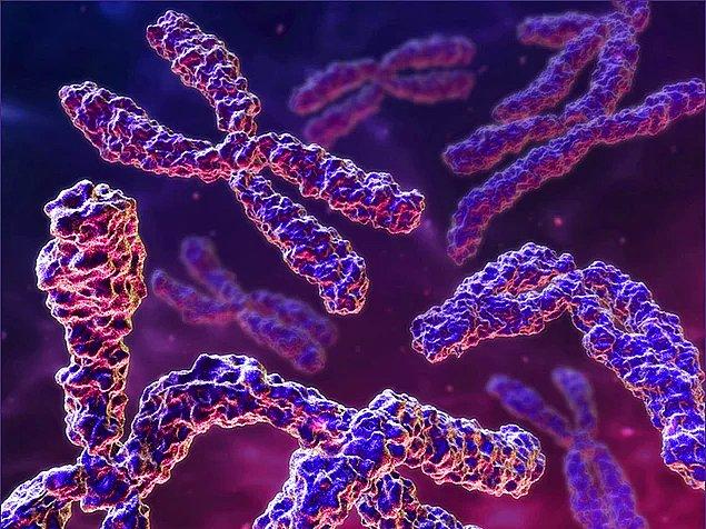 11. Bir insan hücresinde kaç çift kromozom bulunur?