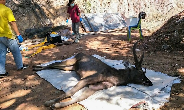 Yetkililer, 10 yaşındaki geyiğin ölüm nedeninin, sindirim borusunun plastik atıklarca tıkanması olduğunu düşünüyor.