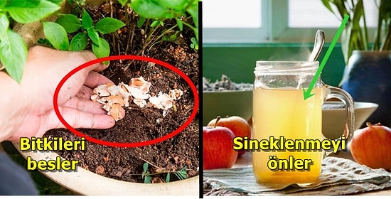 Kolay Gibi Görünse de Emek İsteyen Evde Bitki Bakımıyla İlgili İşe Yararayan Öneriler