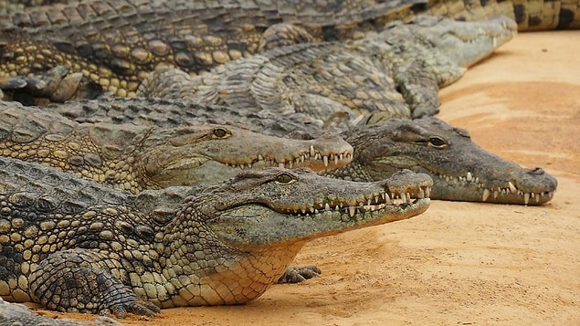 9. Florida'da insan yiyen Nil timsahları yaşar.