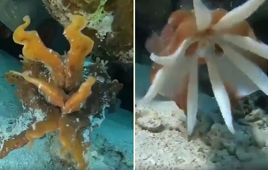Deniz Süngeri Görünümü Alarak Kamufle Olan Mürekkep Balığının Muhteşem Görüntüleri!