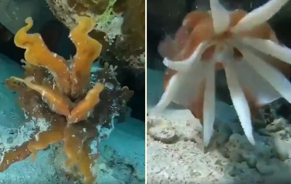 Deniz Süngeri Görünümü Alarak Kamufle Olan Mürekkep Balığının Muhteşem Görüntüleri!