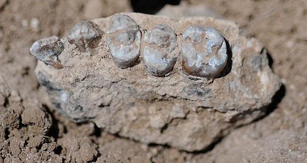 21. 2015 yılına kadar keşfedilen atalarımıza ait en eski fosil bulundu!