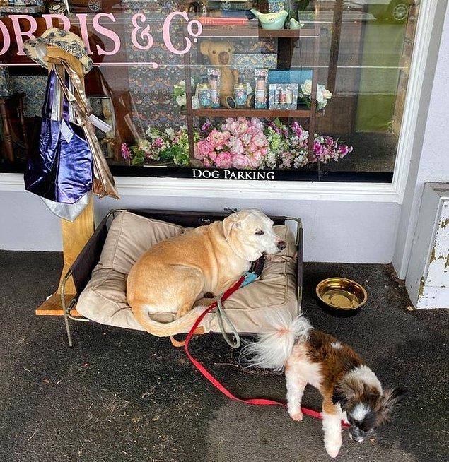 12. "Bu mağazanın köpeğinizi koyabilmeniz için 'köpek noktası' var."