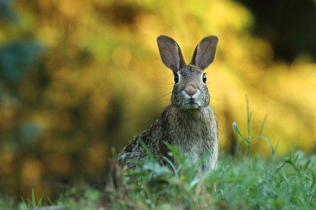 10. Tavşanlar, avcılarının dışkılarından ölen arkadaşlarının kokularını alabilir.