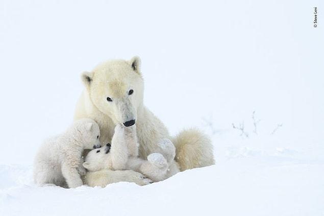 10 лучших фотографий дикой природы за 2019 год