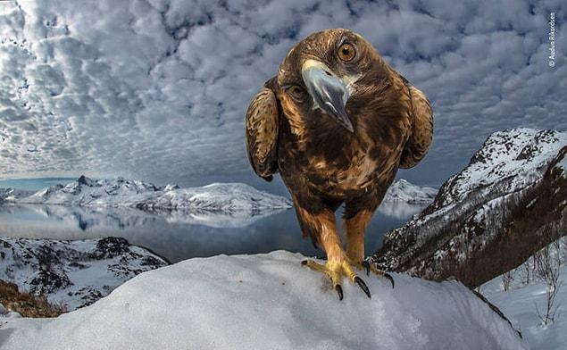10 лучших фотографий дикой природы за 2019 год