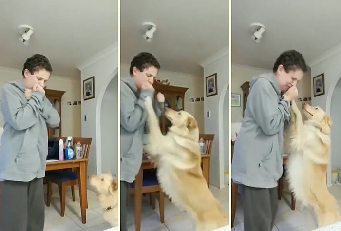 Kriz Anında İnsan Dostunun Kendisine Zarar Vermesini Engellemek İçin Eğitilen Rehber Köpek