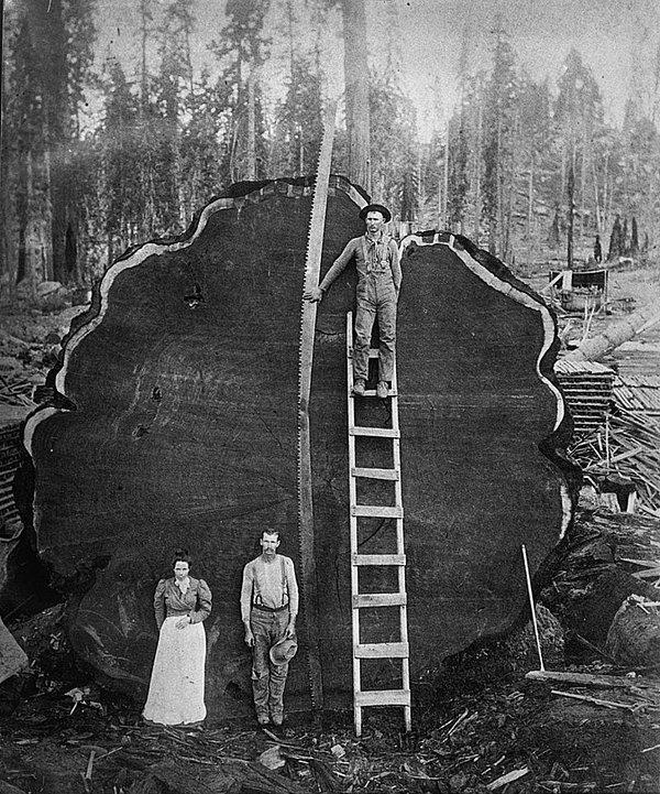13. 1980, Ağaç büyükse testere de büyük olmalıdır.