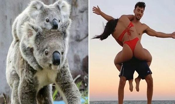 2. Koalalardan ilham alan ve insanların birbirinin üstüne tırmanarak fiziksel güçlerini test ettiği bir akım olan "koala challenge" kısa sürede popüler oldu.