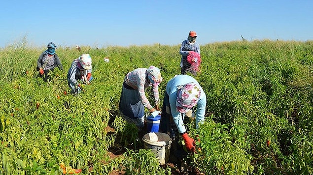5 çocuğunu bırakıp arkasına bakmadan kaçan eş, bunları yaptığı yetmiyormuş gibi bir de 2 çocuğunu ve eşi Semra'yı tarlada mevsimlik işçi olarak çalıştırıyormuş kendisi de keyfine bakıyormuş. Ekmek elden su gölden bir hayat anlayacağınız...