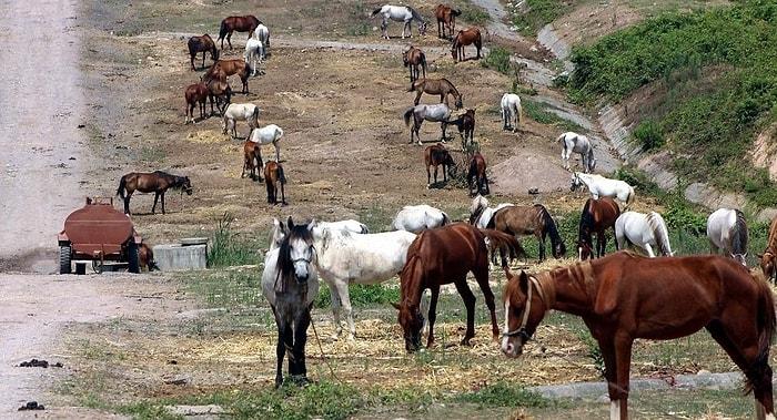 Adalar'da Karantina: Ruam Hastalığı Tespit Edilen 81 Atın İtlaf Edildiği Açıklandı